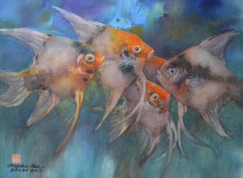 Angelfish, Aquamedia