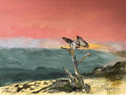 Osprey at Feeding Tree, Aquamedia