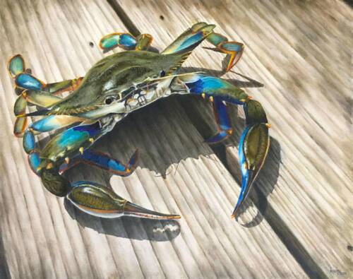 Crab On The Metedeconk, Oils/Acrylics